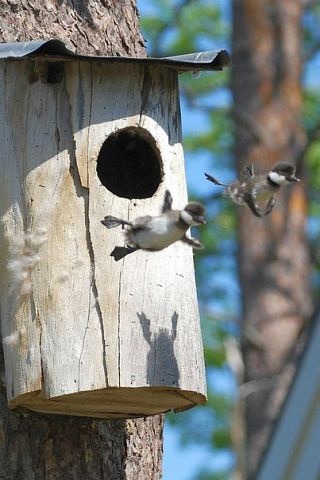 Использование и воспроизводство лесов министерства лесного хозяйства.